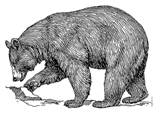 black bear image 5 black bear image 5